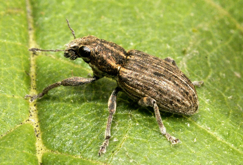 Curculonidae: Sitona puncticollis